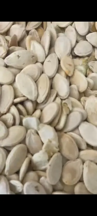 Watermelon seeds 