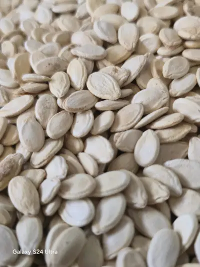  حب / بذر  بطيخ سوداني 