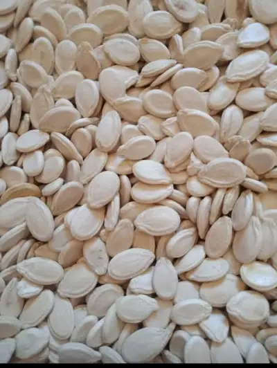  حب / بذر  بطيخ  مصري 