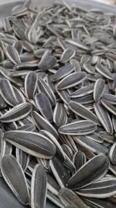 دوار الشمس 